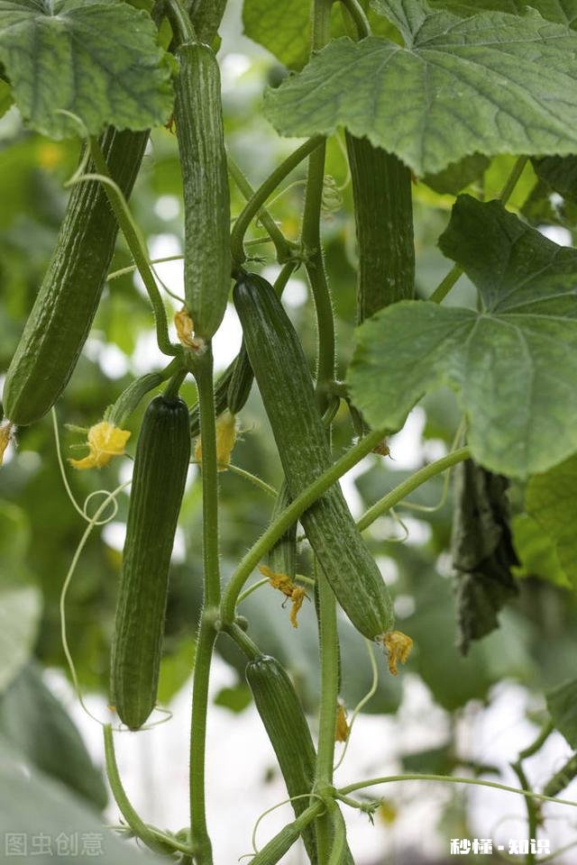 大家这个季节在农村吃什么