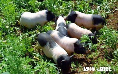 猪肉能回到10元时代么