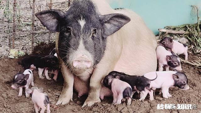 猪肉能回到10元时代么