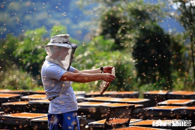 纯天然土蜂蜜真的干净卫生吗