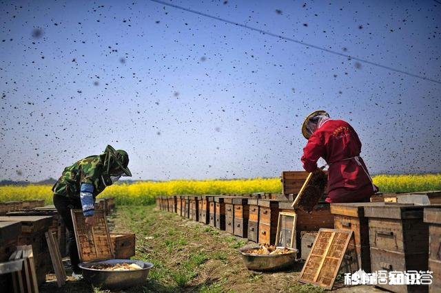 纯天然土蜂蜜真的干净卫生吗