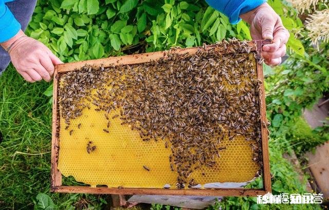 纯天然土蜂蜜真的干净卫生吗