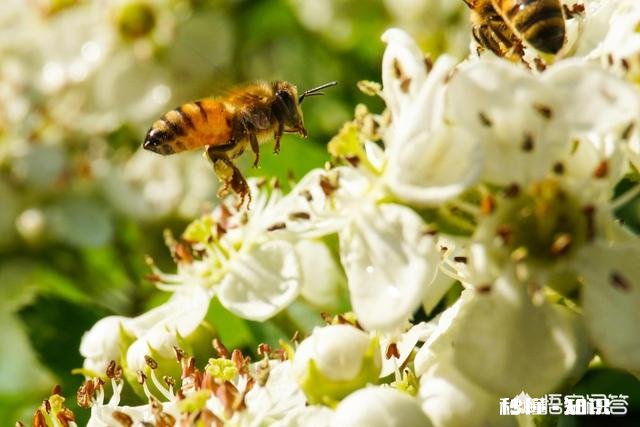纯天然土蜂蜜真的干净卫生吗