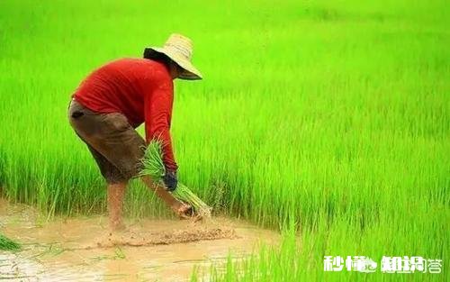一个太过单纯不谙世事的人将来步入社会，会被吃的渣都不剩吗