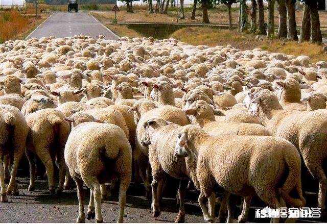 粮食便宜了，养牛本钱大，农村还有出路吗