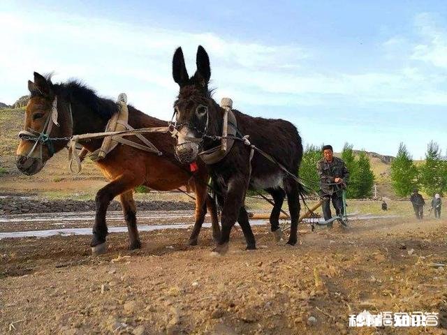 粮食便宜了，养牛本钱大，农村还有出路吗