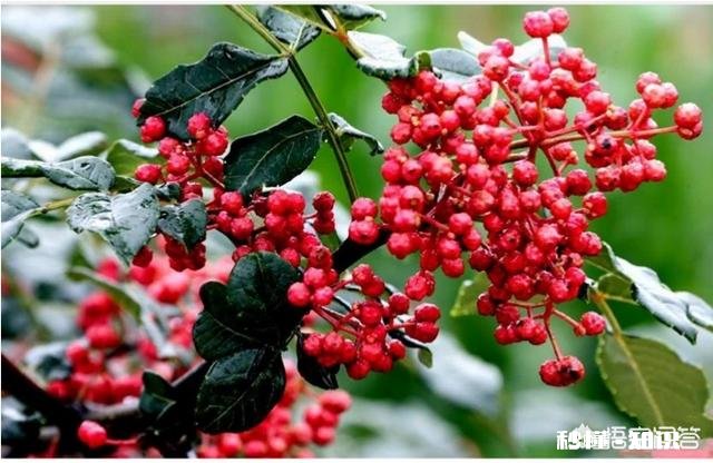 粮食便宜了，养牛本钱大，农村还有出路吗