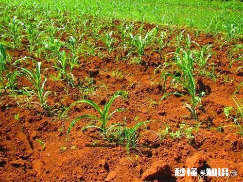 土地流转是规模化种植的前提，哪些因素影响了土地流转