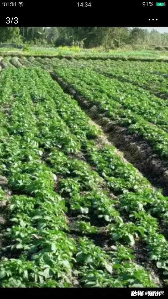 土地流转是规模化种植的前提，哪些因素影响了土地流转