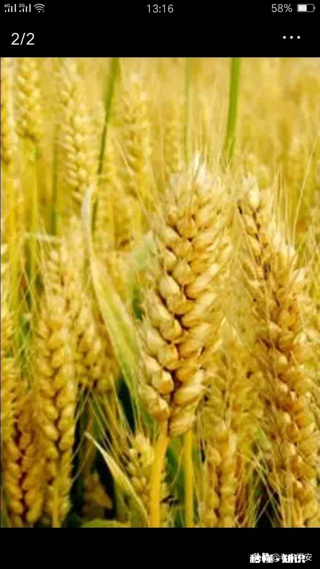 土地流转是规模化种植的前提，哪些因素影响了土地流转