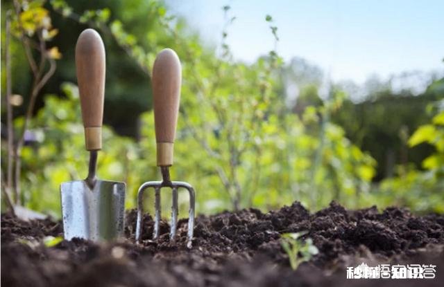 ?休闲农业中如何去设计一个观赏型蔬菜园