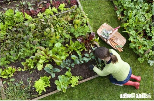 ?休闲农业中如何去设计一个观赏型蔬菜园