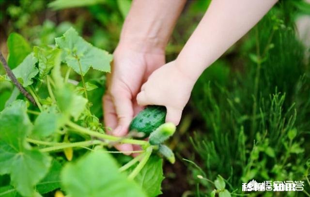 ?休闲农业中如何去设计一个观赏型蔬菜园
