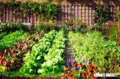 ?休闲农业中如何去设计一个观赏型蔬菜园