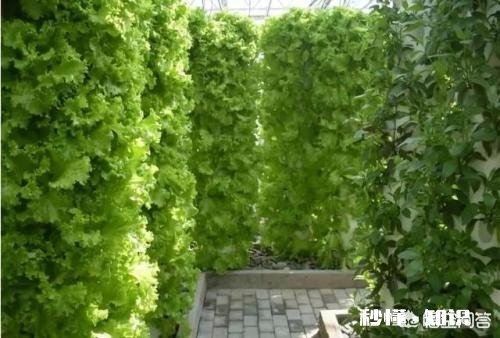 ?休闲农业中如何去设计一个观赏型蔬菜园