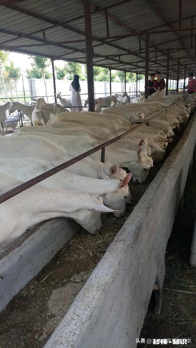 羊打哆嗦,也不发烧,就是不吃不喝是咋回事该怎么处理