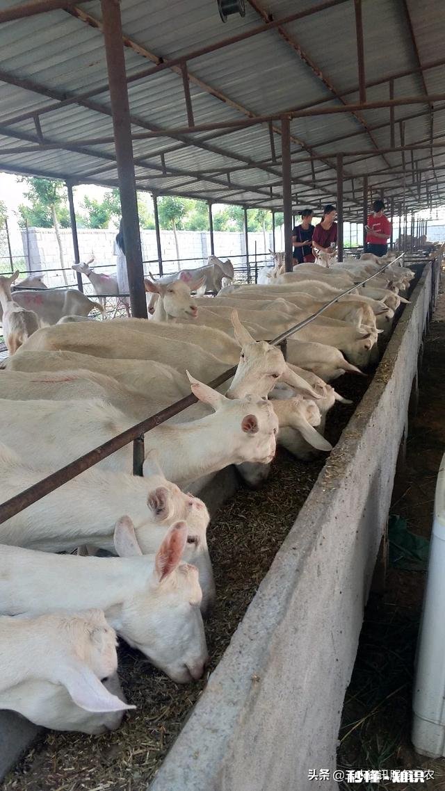 羊打哆嗦,也不发烧,就是不吃不喝是咋回事该怎么处理