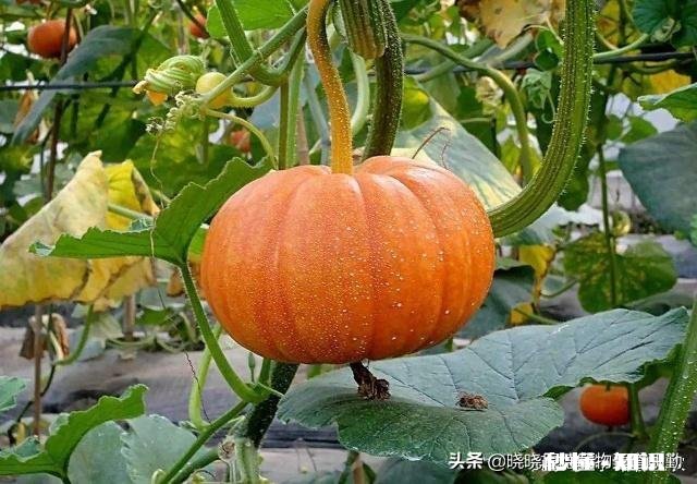 疫情没去,可棚里的菜该卖了,没有收购商,咋办啊