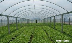 疫情没去，可棚里的菜该卖了，没有收购商，咋办啊