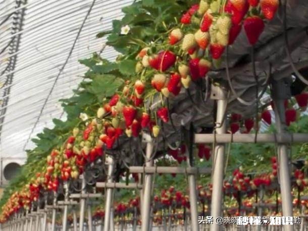 疫情没去,可棚里的菜该卖了,没有收购商,咋办啊