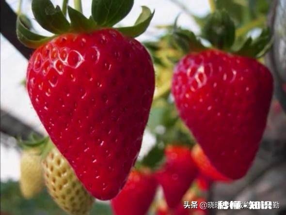 疫情没去,可棚里的菜该卖了,没有收购商,咋办啊