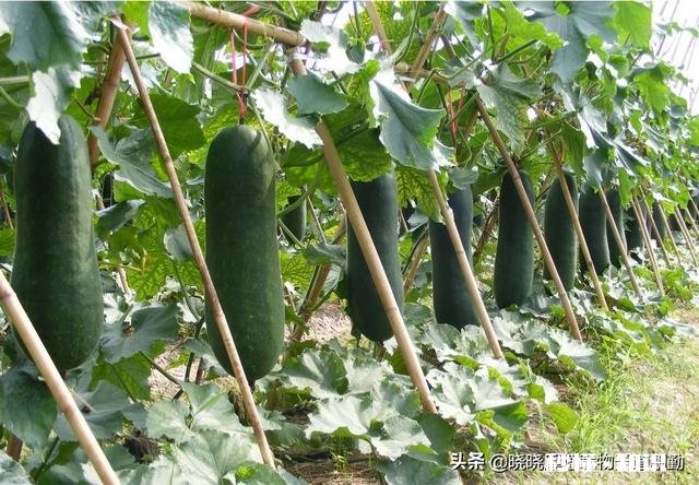 疫情没去,可棚里的菜该卖了,没有收购商,咋办啊