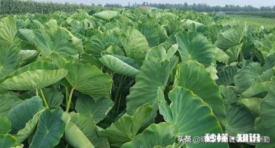 疫情没去,可棚里的菜该卖了,没有收购商,咋办啊