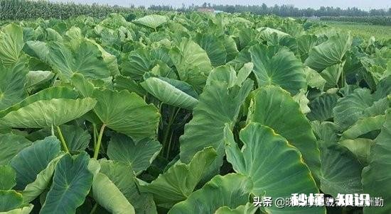 疫情没去,可棚里的菜该卖了,没有收购商,咋办啊