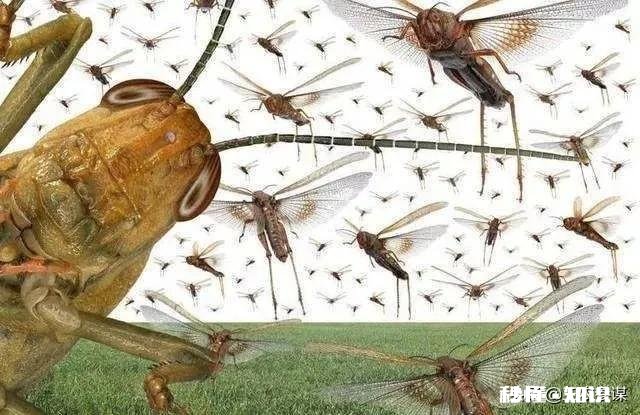 目前蝗虫防治和贪夜蛾防治哪个更重要