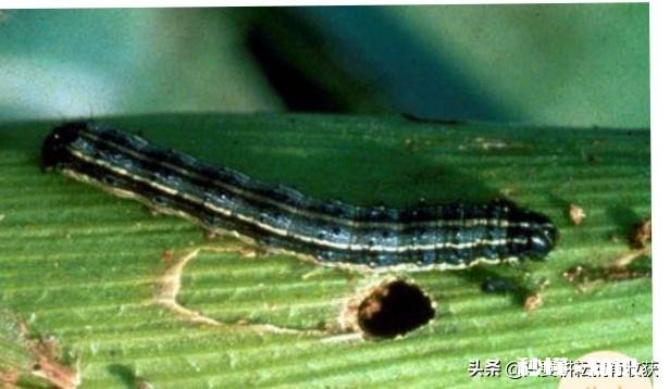 目前蝗虫防治和贪夜蛾防治哪个更重要