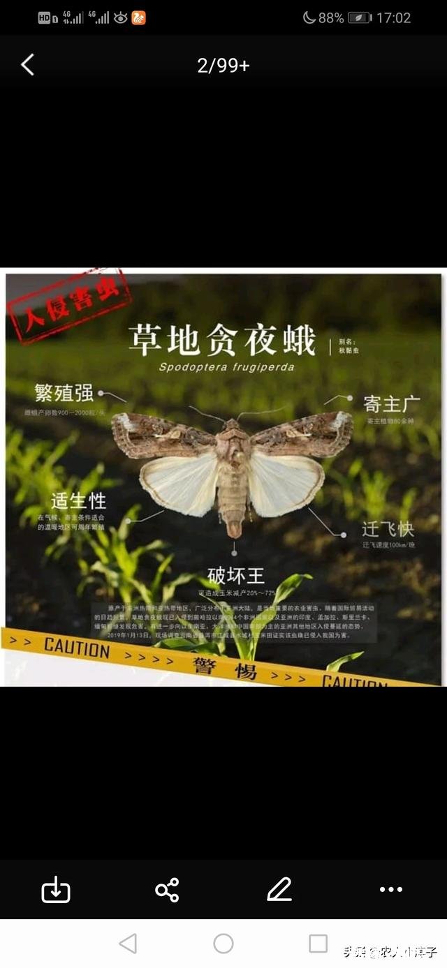 目前蝗虫防治和贪夜蛾防治哪个更重要