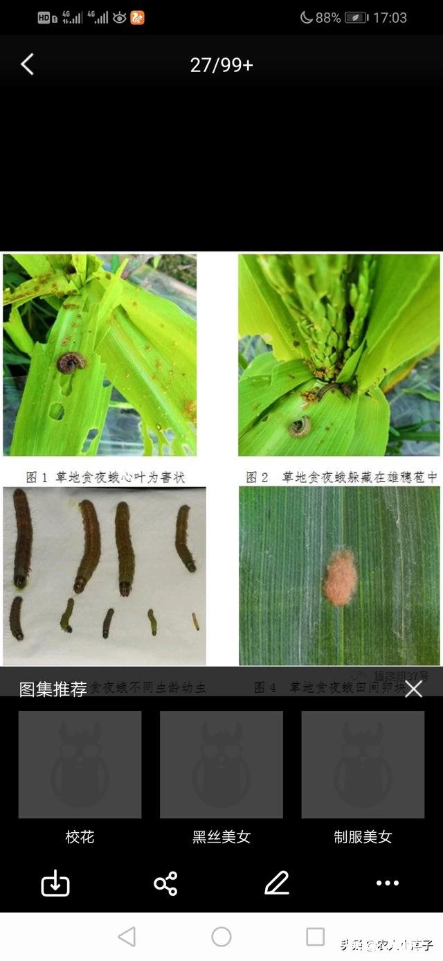 目前蝗虫防治和贪夜蛾防治哪个更重要