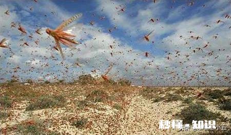 目前蝗虫防治和贪夜蛾防治哪个更重要