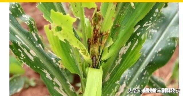 目前蝗虫防治和贪夜蛾防治哪个更重要