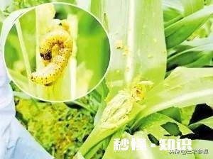 目前蝗虫防治和贪夜蛾防治哪个更重要