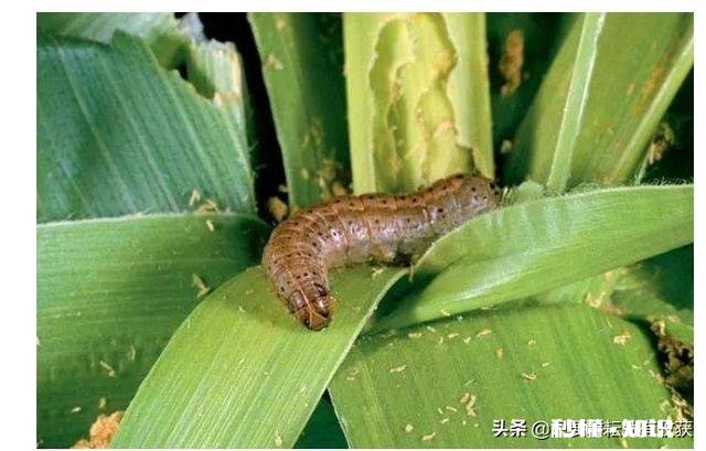 目前蝗虫防治和贪夜蛾防治哪个更重要