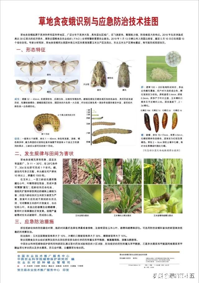 目前蝗虫防治和贪夜蛾防治哪个更重要