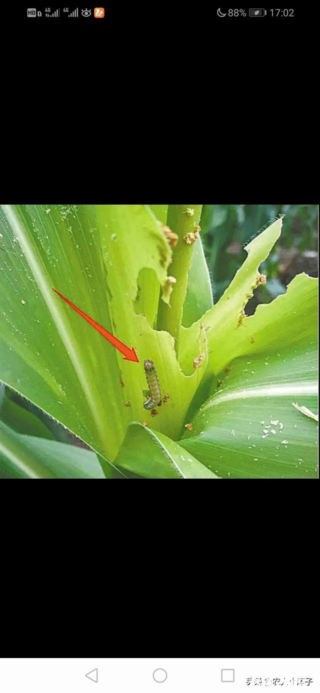 目前蝗虫防治和贪夜蛾防治哪个更重要