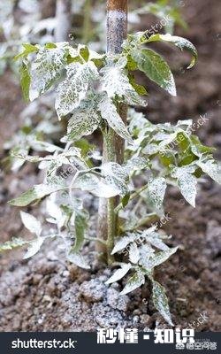 每亩撒施多少石灰来解硼砂中毒