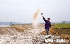 每亩撒施多少石灰来解硼砂中毒