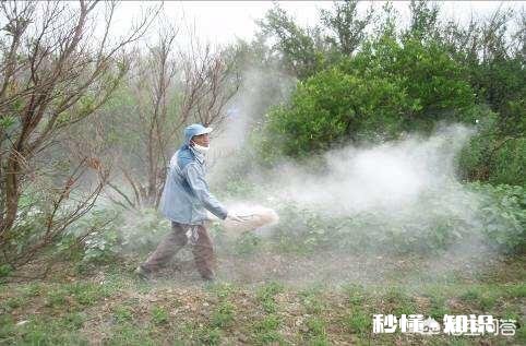 每亩撒施多少石灰来解硼砂中毒