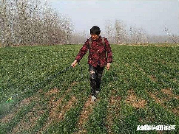 小麦打除草剂时，能把杀虫剂和杀菌剂加进去吗能不能混用