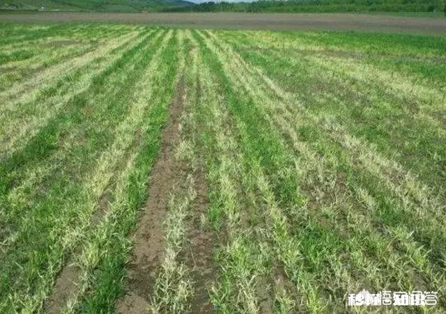 小麦打除草剂时，能把杀虫剂和杀菌剂加进去吗能不能混用