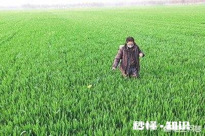 小麦打除草剂时，能把杀虫剂和杀菌剂加进去吗能不能混用