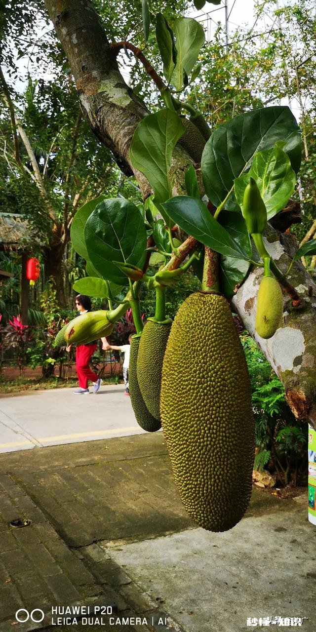 12月份想去海南三亚去玩，请问海南那边防疫怎么样要隔离吗