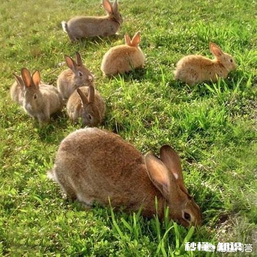 澳大利亚兔子不是很多吗,为什么不出口到中国