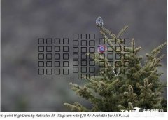 索尼a7m3与佳能5d4谁的追焦更靠谱