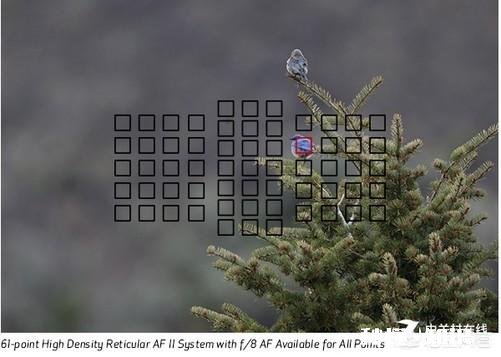 索尼a7m3与佳能5d4谁的追焦更靠谱