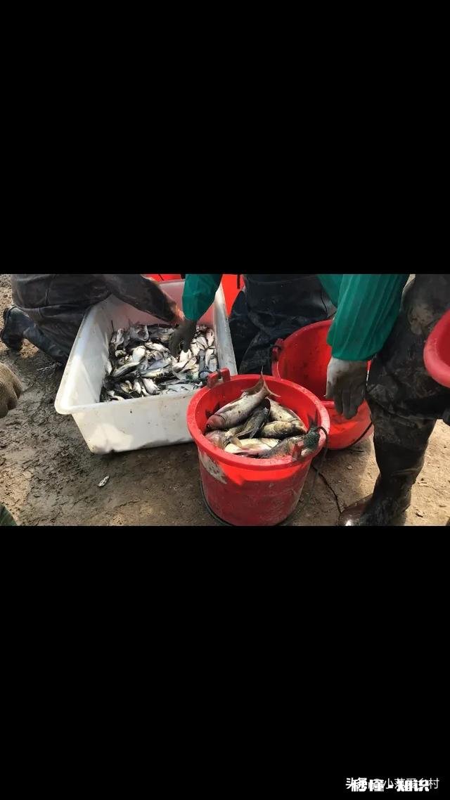 今年还能养鱼吗