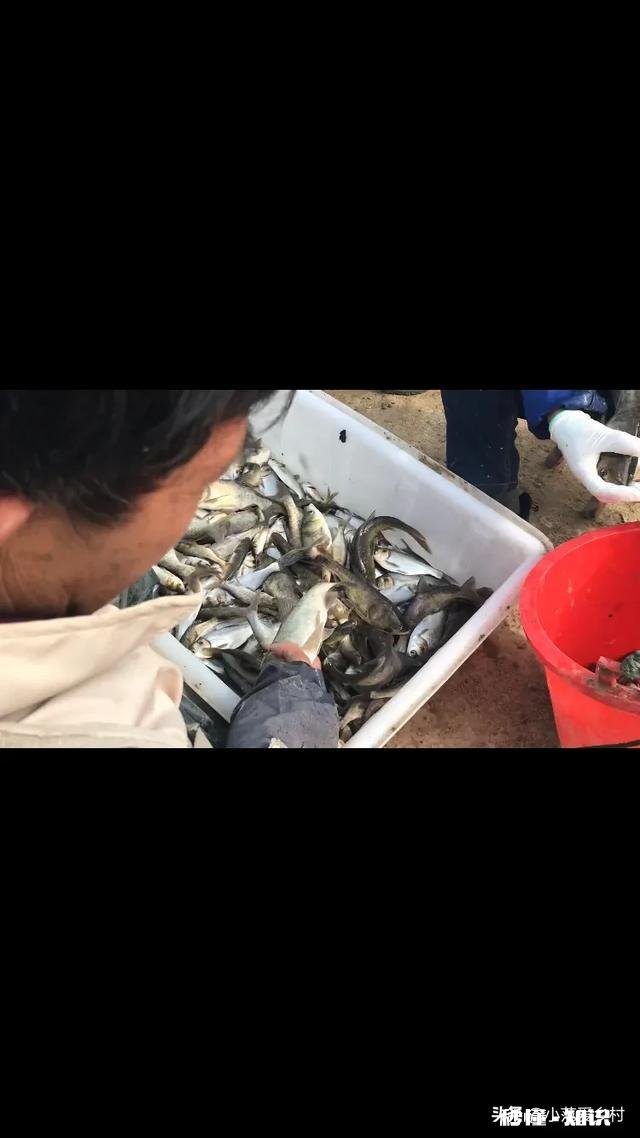 今年还能养鱼吗